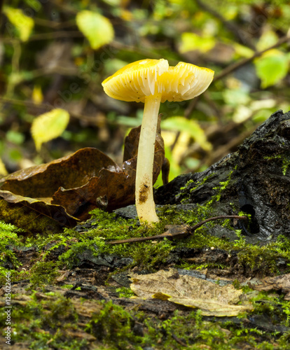 Mycena haematopus, Burgundydrop bonnet. photo