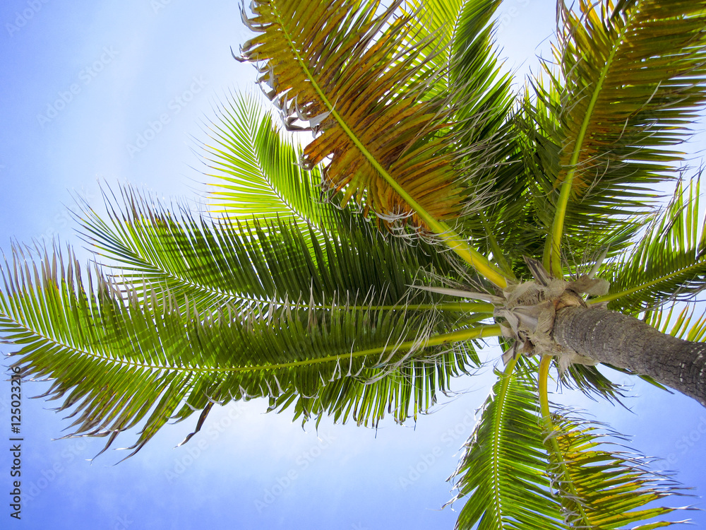 Fototapeta premium Palme