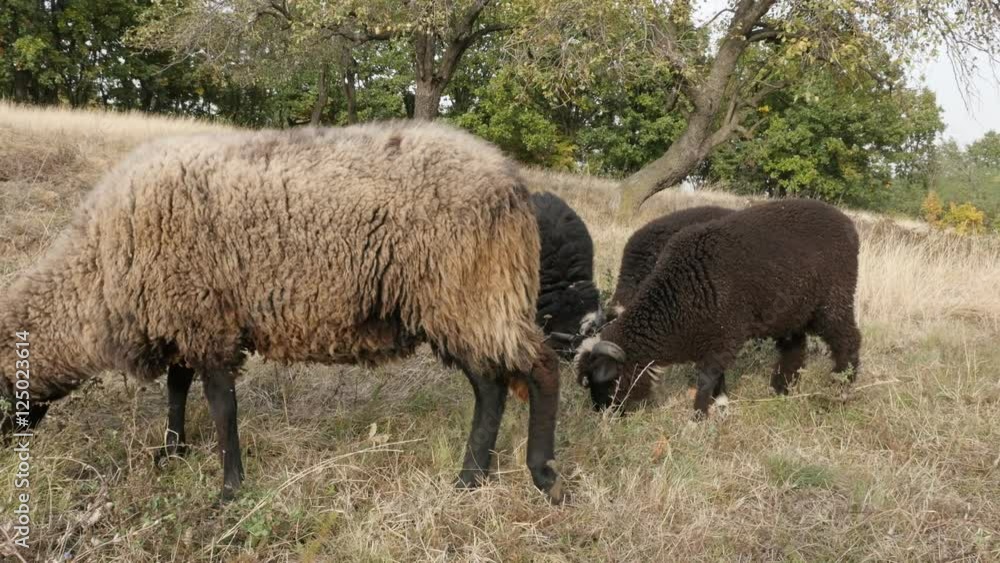 Domesticated mammal Ovis aries in the field 4K 2160p 30fps UltraHD footage - Mixed color flock of sheep feeding in the nature and walking around 3840X2160 UHD video Domesticated mammal Ovis aries in the field 4K 2160p 30fps UltraHD footage - Mixed color flock of sheep feeding in the nature and walking around 3840X2160 UHD video