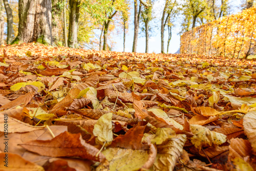 Farbige Natur im Wald in der Wildnis 