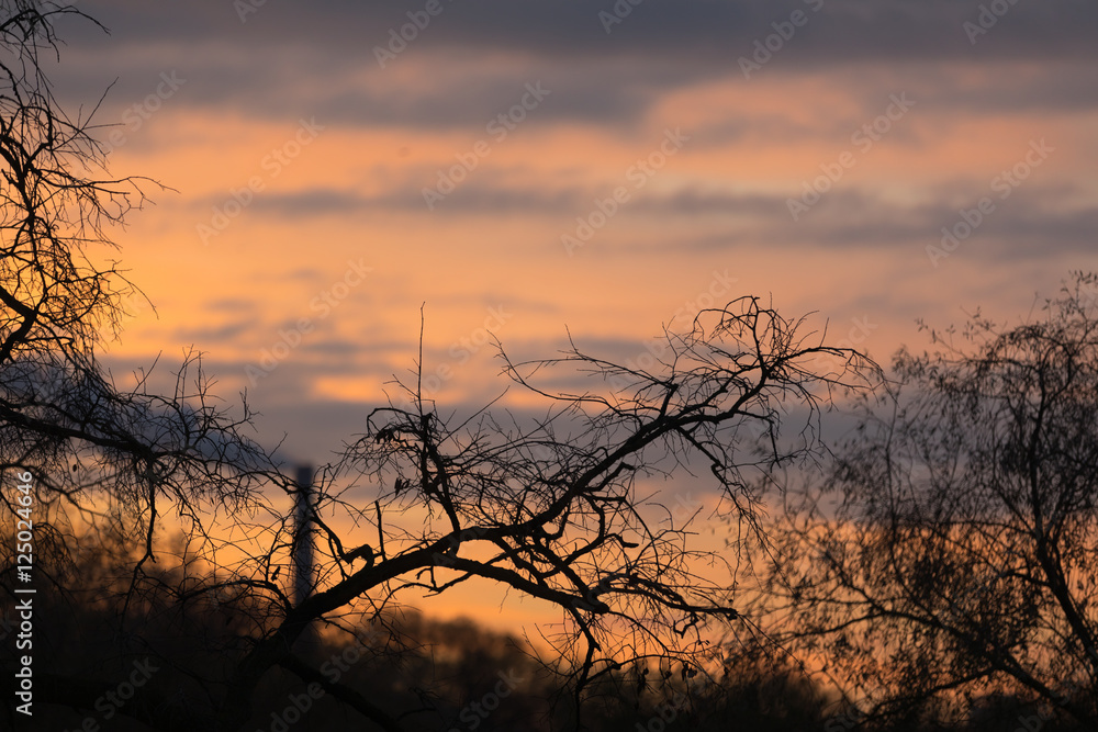 Obraz premium autumn tree in a park at sunrise