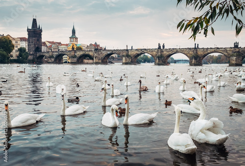 Swans in Vltava river with Karl Bridge on Background 