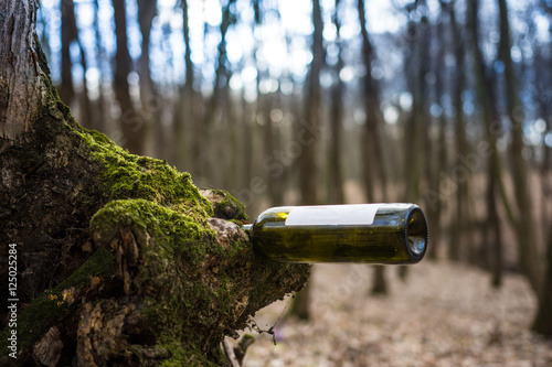 Wine bottle stuck in tree trunk