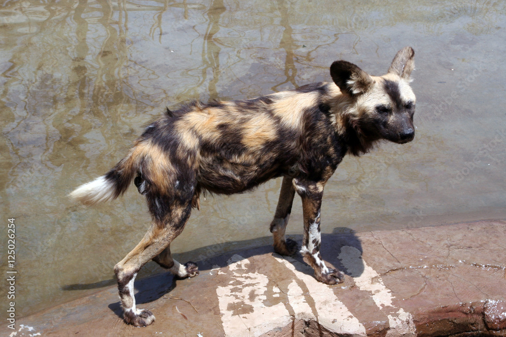 Are Hyenas Part Of The Canine Family