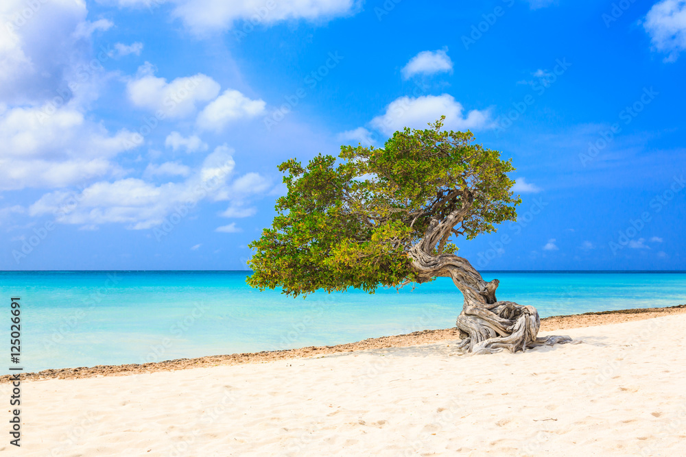 Aruba, Netherlands Antilles. Divi divi tree on the beach