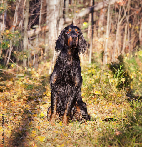 Wet dog Gordon Setter in the autumn forest