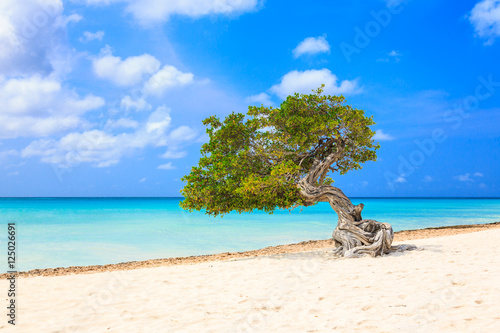 Aruba, Netherlands Antilles. Divi divi tree on the beach photo