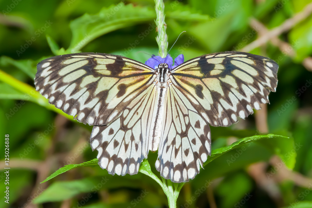 butterflies on flowers butterflies on flowers
