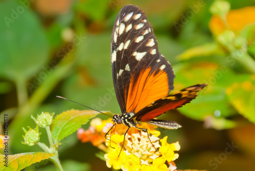 butterflies on flowers © karamysh