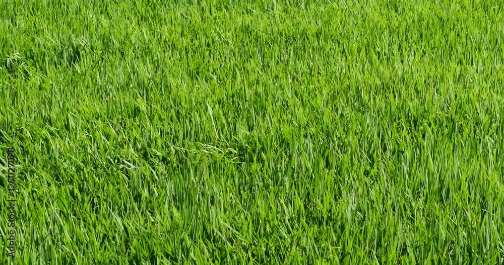 Wave rice paddy field in wind
Wave rice paddy field in wind