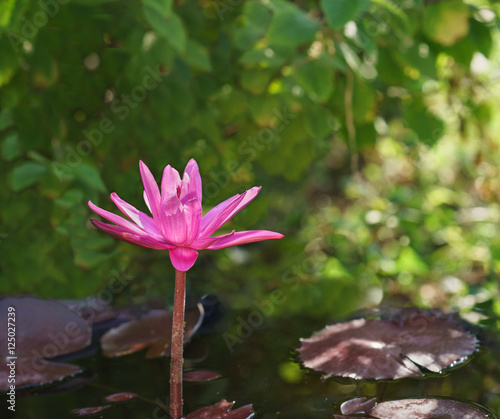 Heat-loving tropical water Lily (lat. Nymphaea), a variety of 