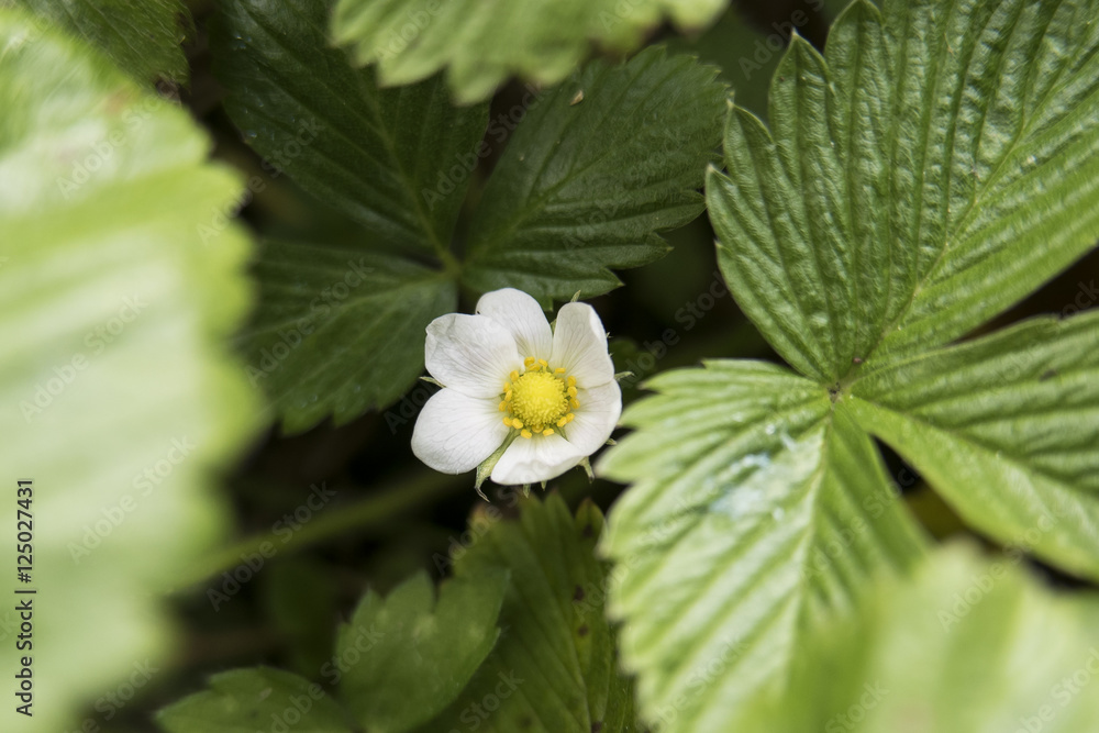 Wild Strawberry
