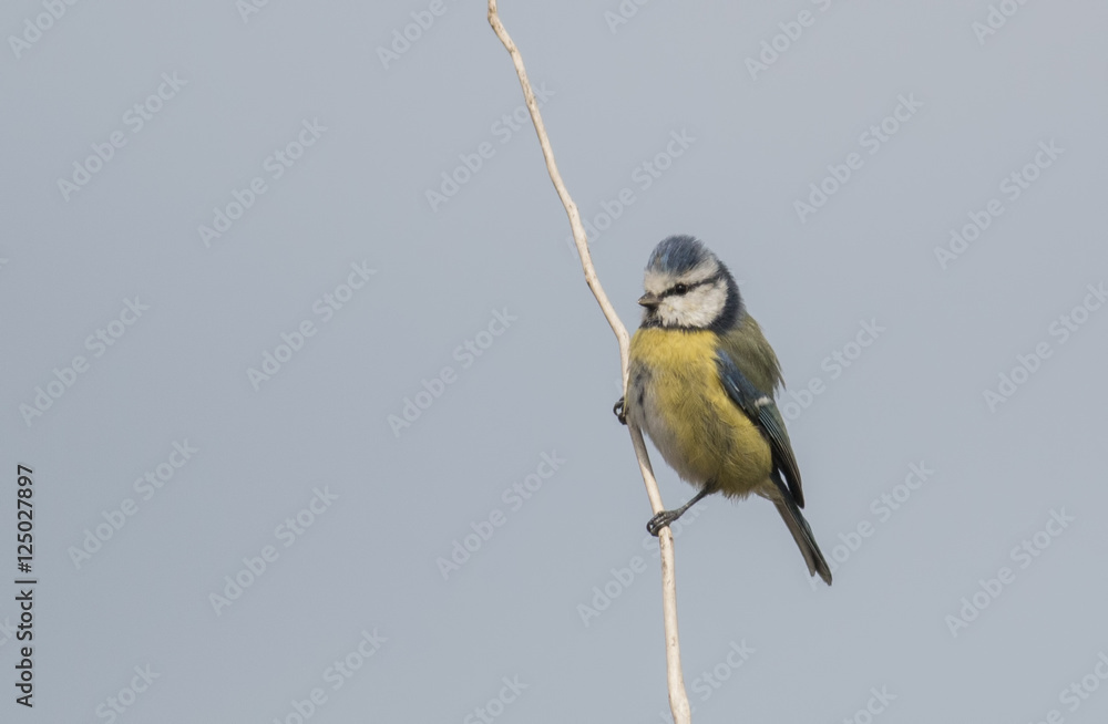 Obraz premium Blue Tit