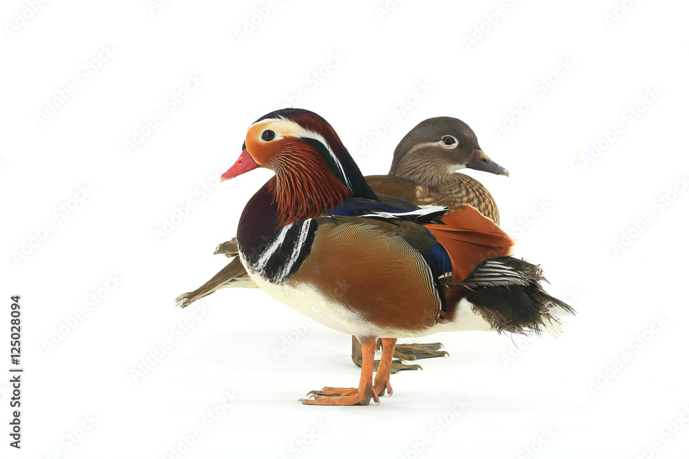 two ducks two ducks