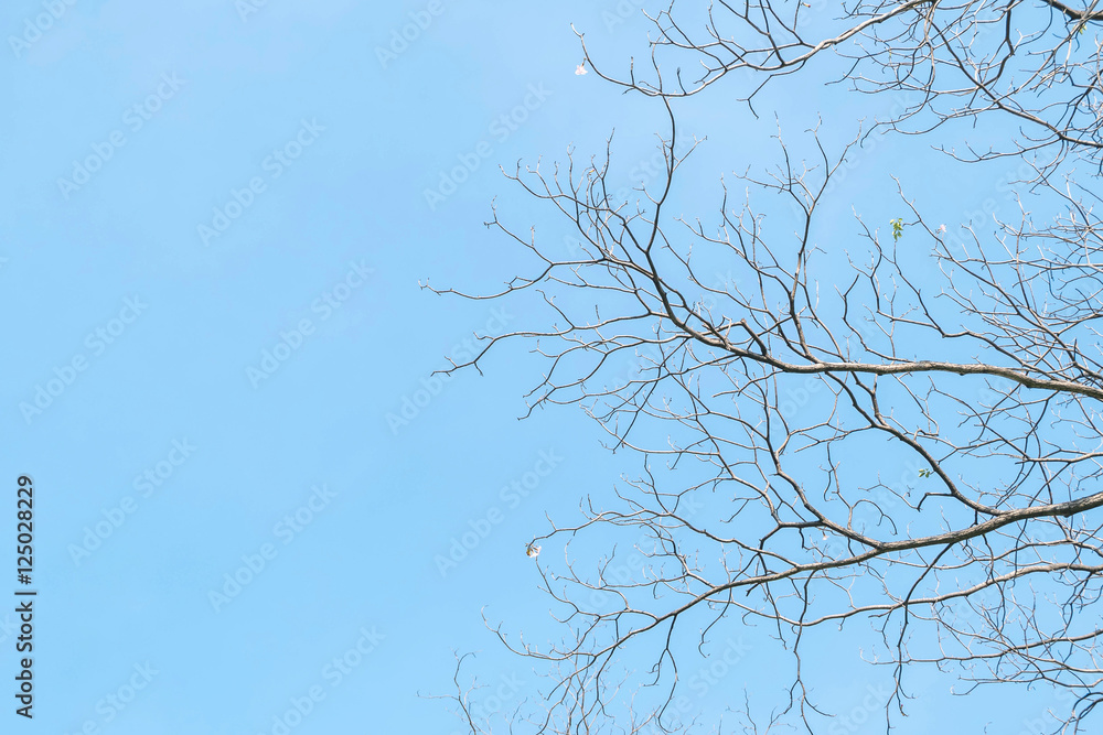 Closeup dried tree in the garden with beautiful clear blue sky textured background with copy space Closeup dried tree in the garden with beautiful clear blue sky textured background with copy space