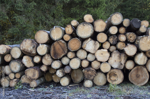 Logs of pine wood in stack - Wood texture background
