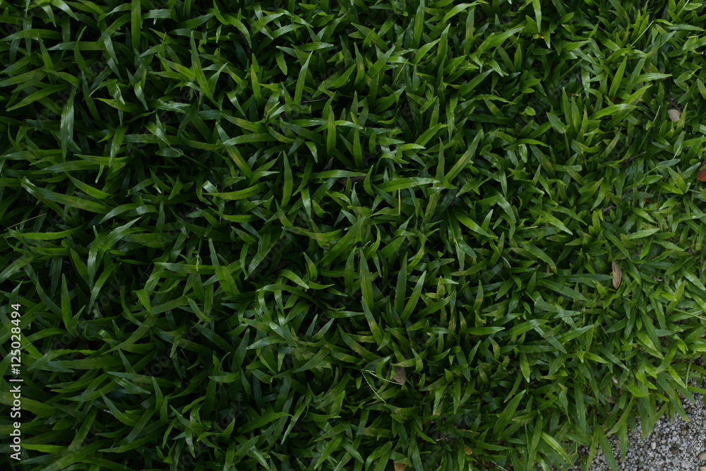 Green grass seamless texture. Seamless in only horizontal dimension. Green grass seamless texture. Seamless in only horizontal dimension.