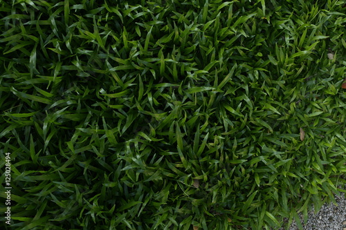 Green grass seamless texture. Seamless in only horizontal dimension.