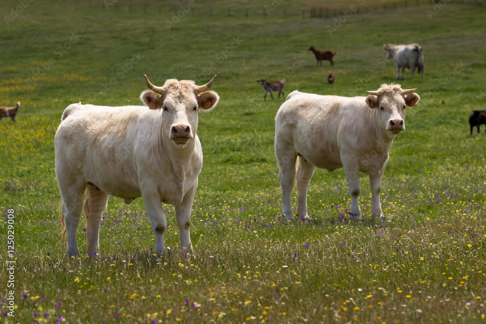 Two young white bulls on grassland with wild flowers in Alentejo Region, Portugal