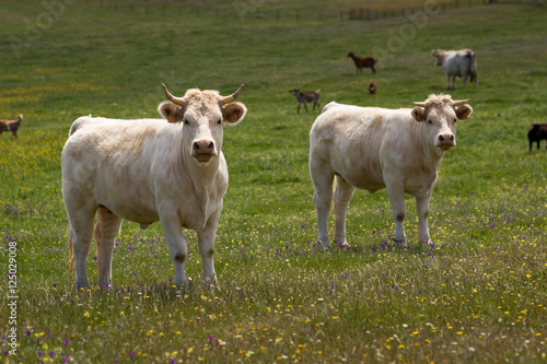 Two young white bulls on grassland with wild flowers in Alentejo Region, Portugal © Tobias
