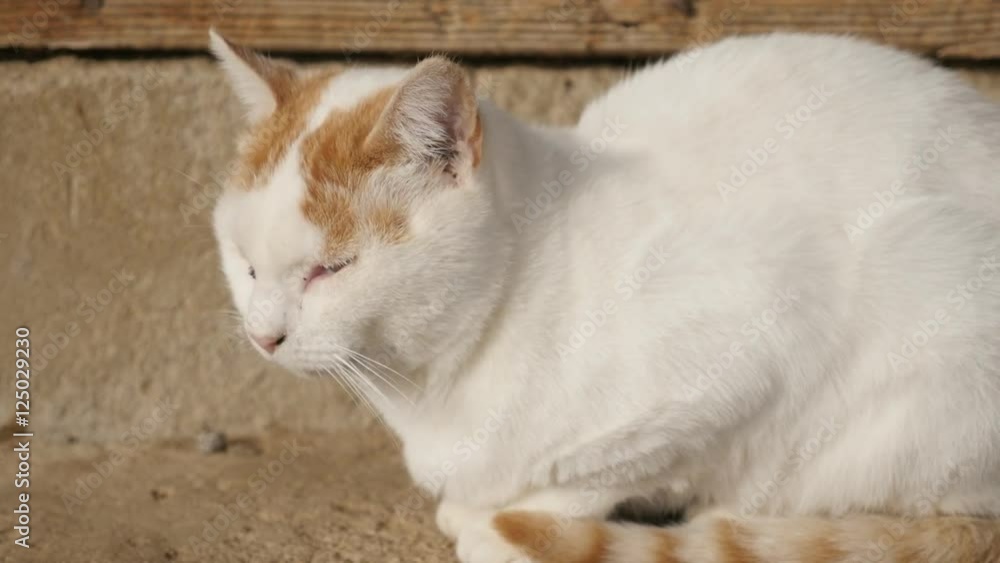 Domesticated mammal Felis silvestris catus relaxing outdoor 4K 2160p 30fps UltraHD footage - White domestic cat have a nap in the yard 3840X2160 UHD video Domesticated mammal Felis silvestris catus relaxing outdoor 4K 2160p 30fps UltraHD footage - White domestic cat have a nap in the yard 3840X2160 UHD video