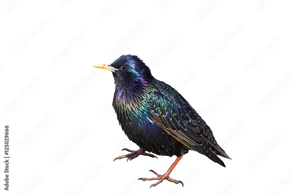 black shiny bird Starling spring standing on white isolated background