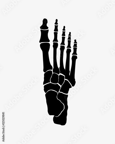 foot bones
