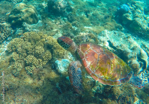 Lovely sea turtle closeup. Green turtle swimming in coral reef. © Elya.Q