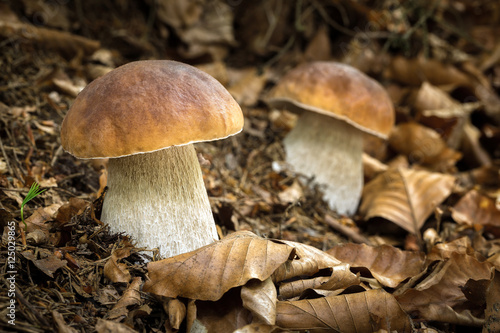 Edible mushrooms Boletus edulis