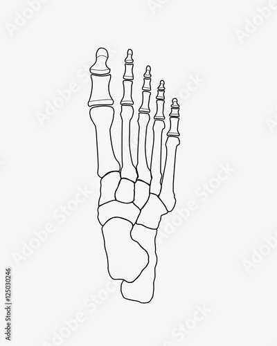 foot bones
