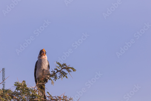 bird, lake Mombasa in Kenya, Africa