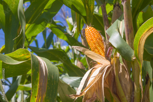 Corn crop ready for harvest  photo