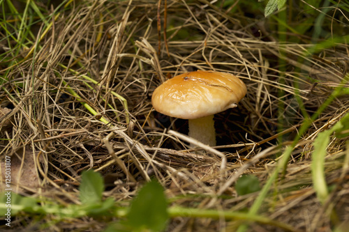 the edible mushrooms