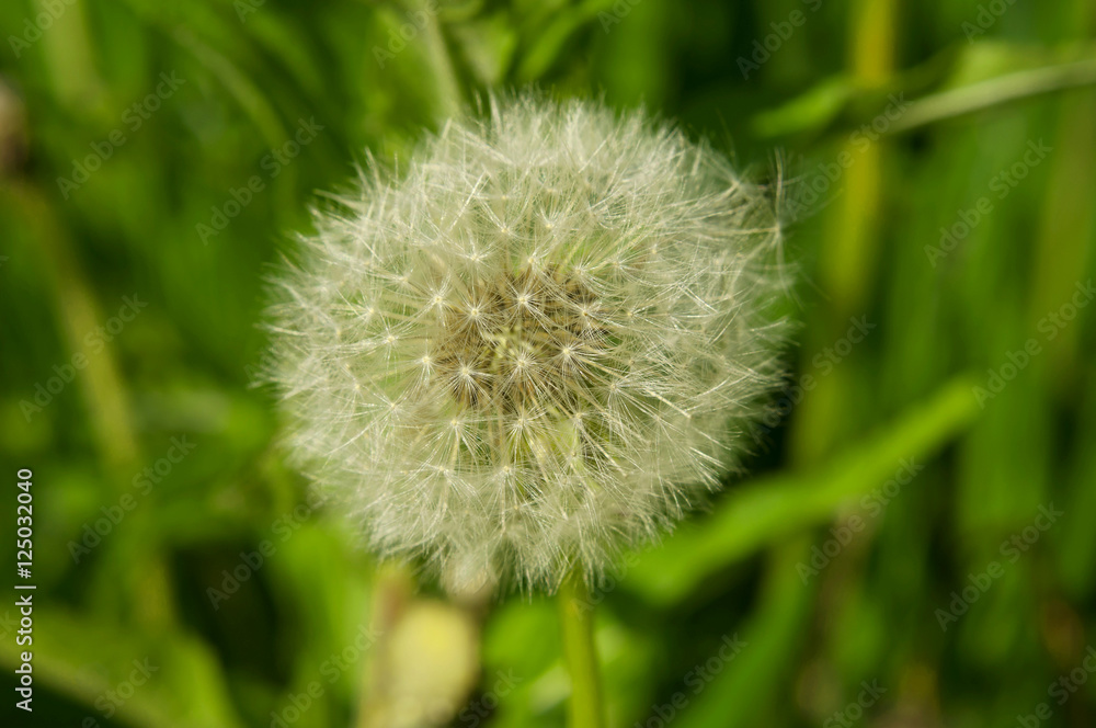 detailed close up of a Dandelion (Taraxacum) with green in the background