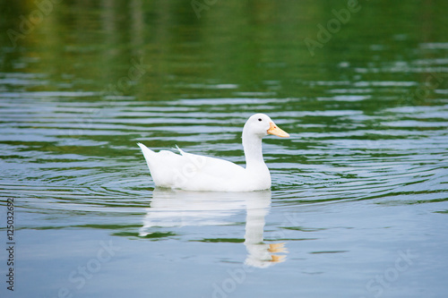 white duck on the water 