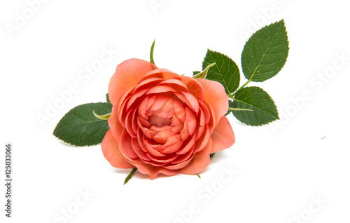 beautiful rosette isolated