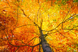 Tree with colorful leafs in fall
