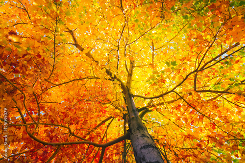 Tree with colorful leafs in fall photo