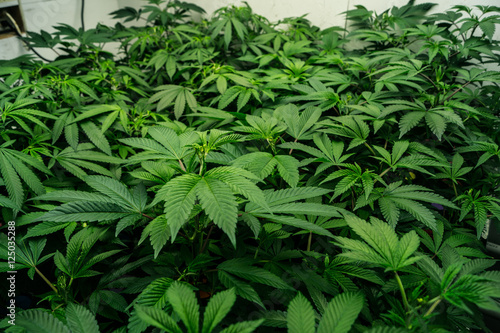 Cannabis indoor garden