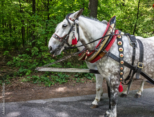 Horse harnessed in Germany, Castle Neuschwanstein, Bavaria, Germany
