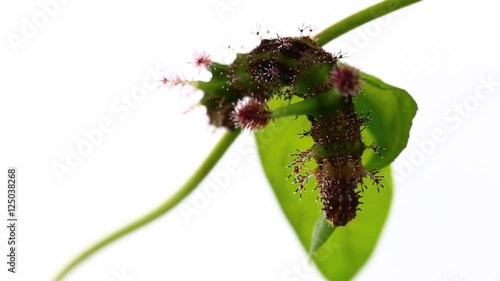 Caterpillar of White Commodore butterfly ( Parasarpa dudu ) eating host plant leaf photo