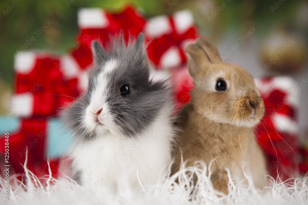 Fototapeta premium Rabbit, bunny, Gift boxes with red ribbon on Christmas background