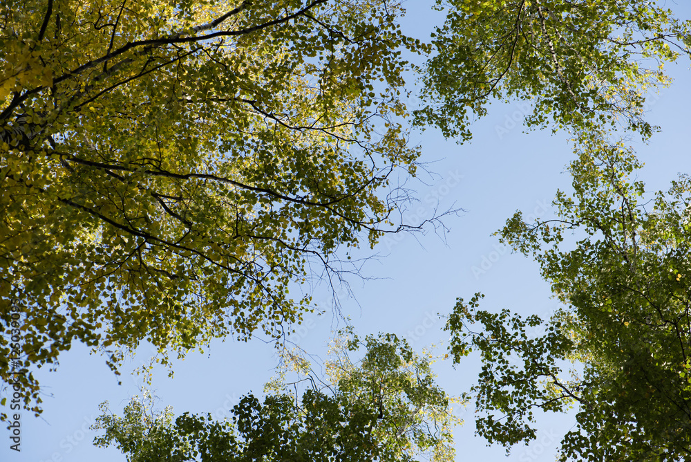 Fototapeta premium Blue sky. Crones of trees. Birch Grove. Green trees.