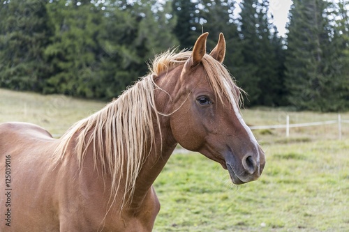 A brown horse © OE993