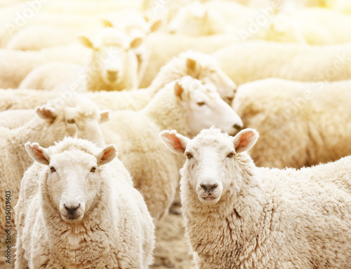 Fotografia Herd of sheep