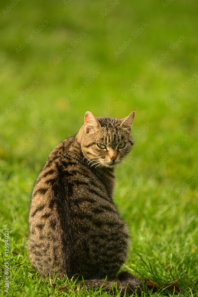 Naklejka premium Gatto domestico su prato verde
