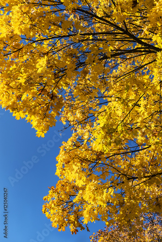 colorful oak leaves in fall at low mountain range sauerland, germany photo