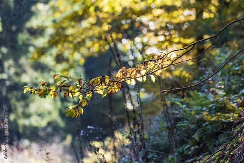 colorful tree with leaves in fall at low mountain range sauerland, germany photo