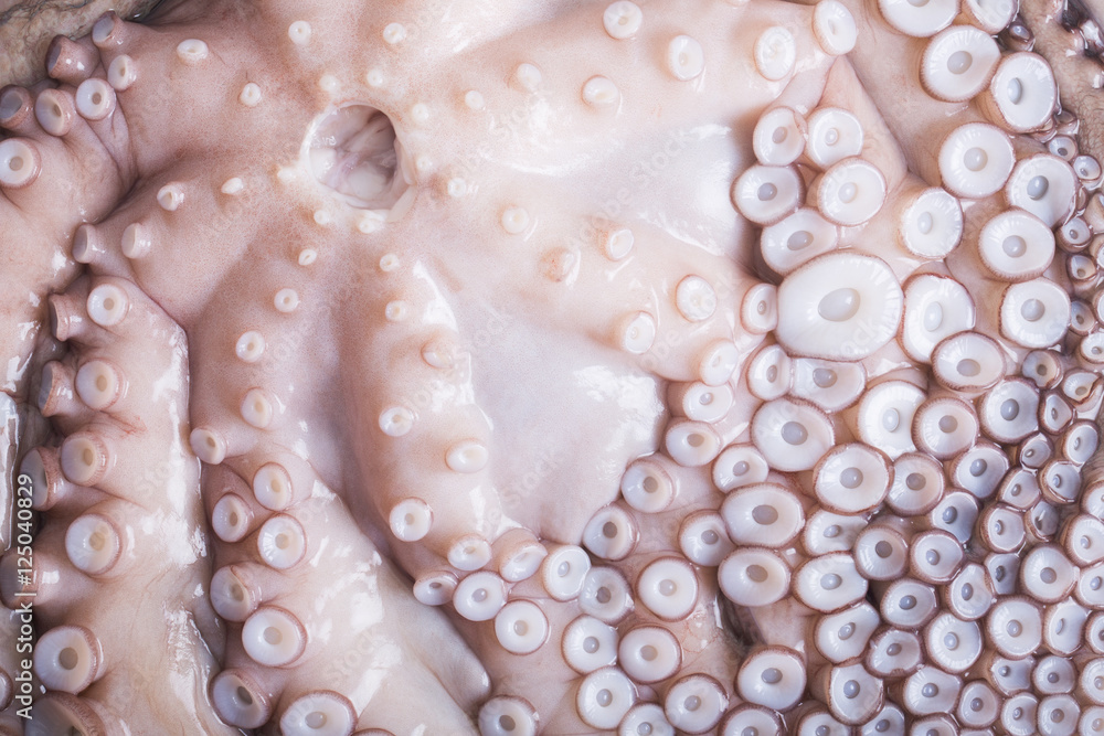 Octopus Octopus