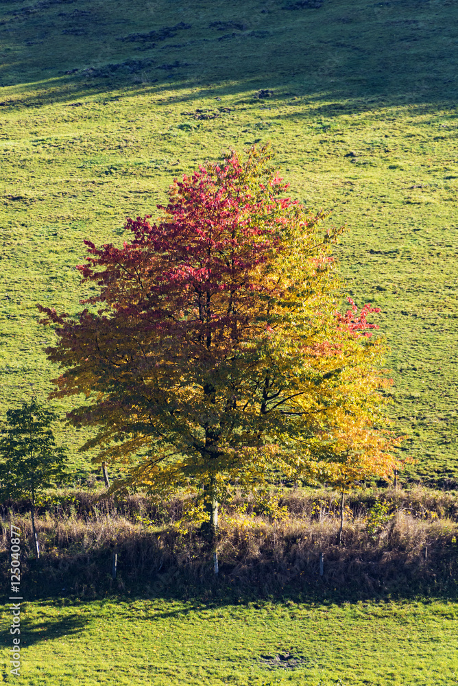 Naklejka premium landscape with colorful trees with leaves in fall at low mountain range sauerland, germany